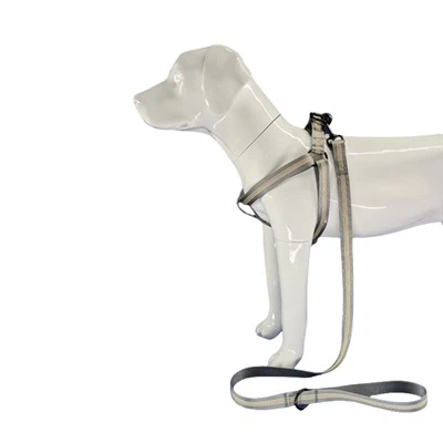 Atstarojoša pelēka suņu zirglieta